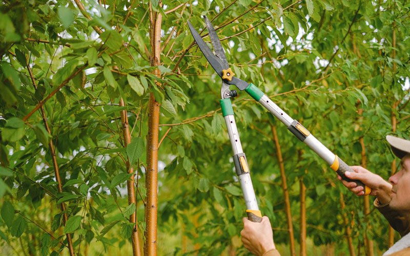 Tree trimming in Huntsville, UT