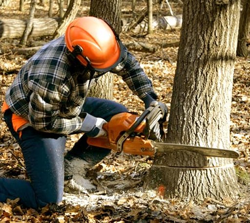 Tree Removal in Huntsville, UT